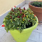 Attico Spaccanapoli Con Mega Terrazzo Nápoles
